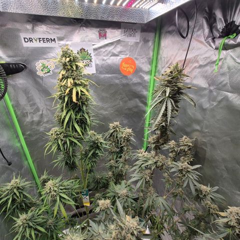 💚CHOCOLOPE 🍫 ☕️auto (56-63 BT) growlog photo: Zum ausreifen zuweit☺️👌