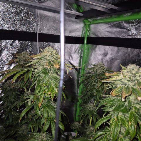 💚Bubba kush 🦝 (56-63 BT) growlog timeline photo