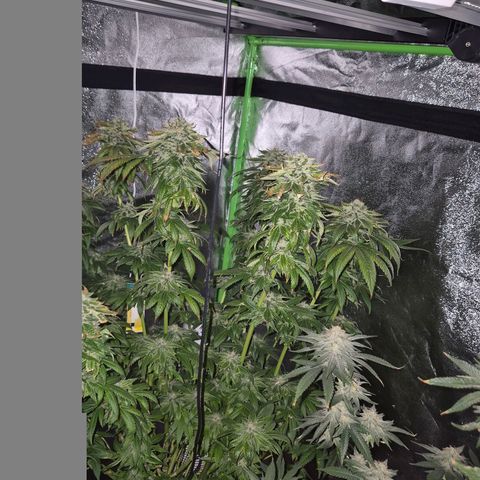 💚Bubba kush 🦝 (56-63 BT) growlog timeline photo