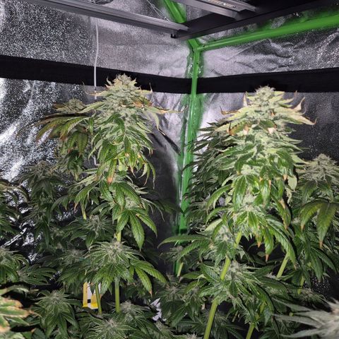 💚Bubba kush 🦝 (56-63 BT) growlog timeline photo