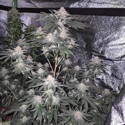 Mimosa evo stecki  🍊🍋🍍 (65-70bt) growlog timeline photo