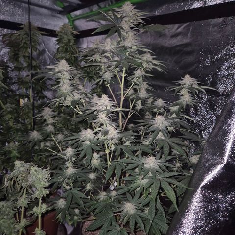 Mimosa evo stecki  🍊🍋🍍 (65-70bt) growlog timeline photo