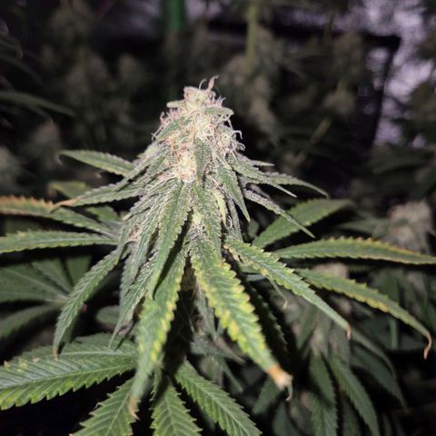 Tangerine dream 🌴 (60-65bt)  growlog timeline photo