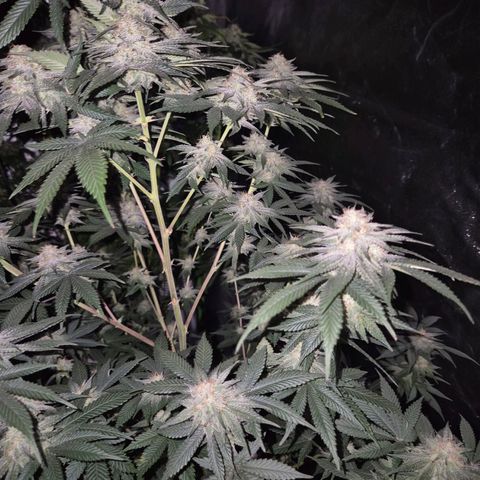 Mimosa evo stecki  🍊🍋🍍 (65-70bt) growlog timeline photo