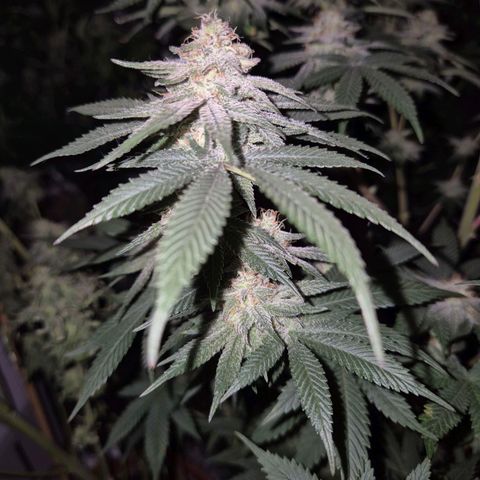 Mimosa evo stecki  🍊🍋🍍 (65-70bt) growlog timeline photo