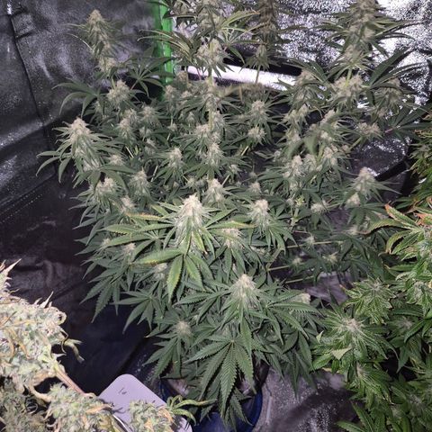 Tangerine dream 🌴 (60-65bt)  growlog timeline photo