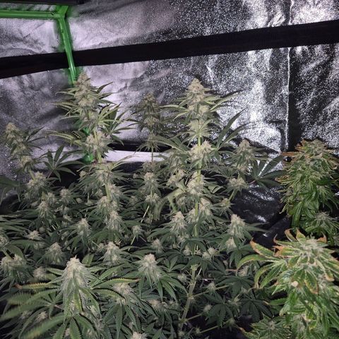 Tangerine dream 🌴 (60-65bt)  growlog timeline photo