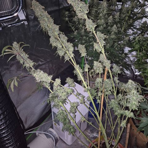 ICE 💚🧊 (63-70bt) growlog timeline photo