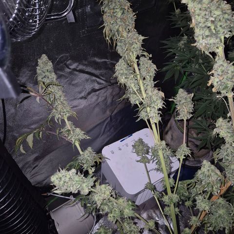 ICE 💚🧊 (63-70bt) growlog timeline photo