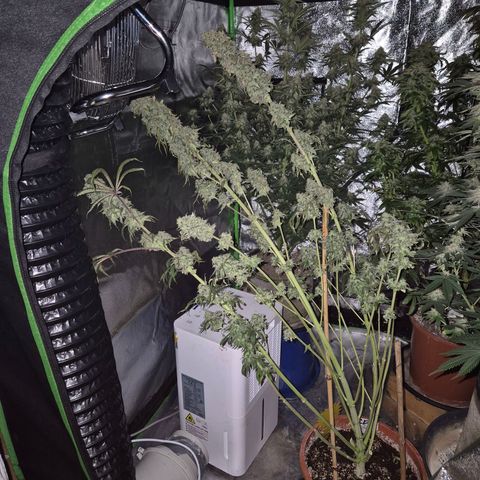 ICE 💚🧊 (63-70bt) growlog timeline photo