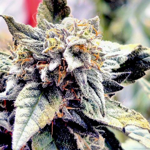 Ice cream cake 🍰 & permanent marker🖊(65-73bt) growlog timeline photo