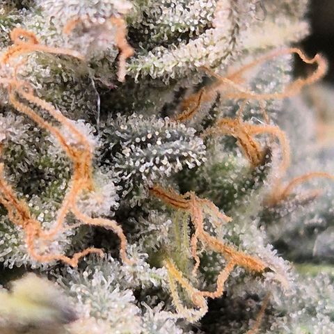 Ice cream cake 🍰 & permanent marker🖊(65-73bt) growlog timeline photo