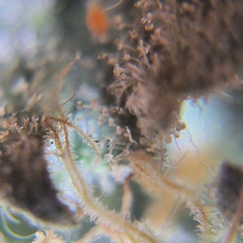 Ice cream cake 🍰 & permanent marker🖊(65-73bt) growlog timeline photo