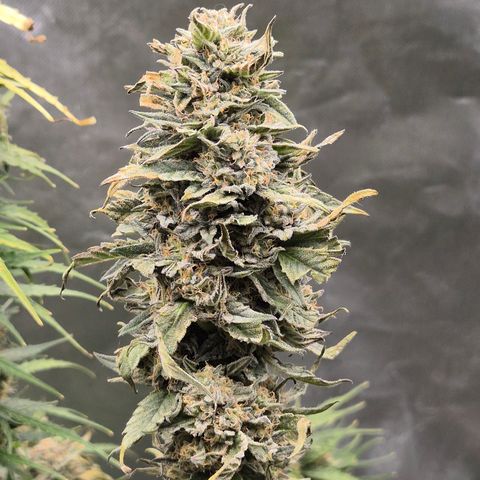 Ice cream cake 🍰 & permanent marker🖊(65-73bt) growlog timeline photo