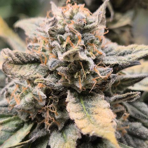 Ice cream cake 🍰 & permanent marker🖊(65-73bt) growlog timeline photo