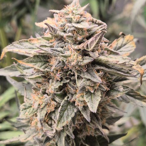 Ice cream cake 🍰 & permanent marker🖊(65-73bt) growlog timeline photo