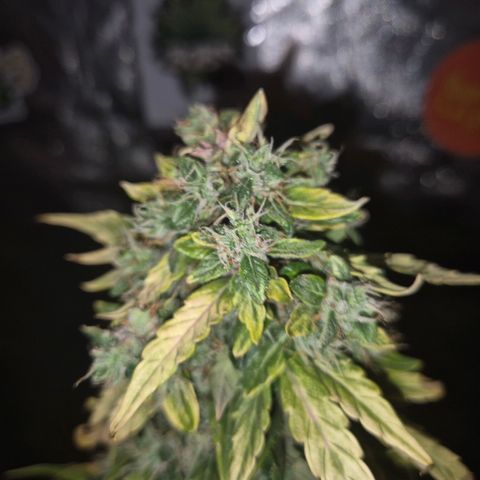 💚CHOCOLOPE 🍫 ☕️auto (56-63 BT) growlog timeline photo