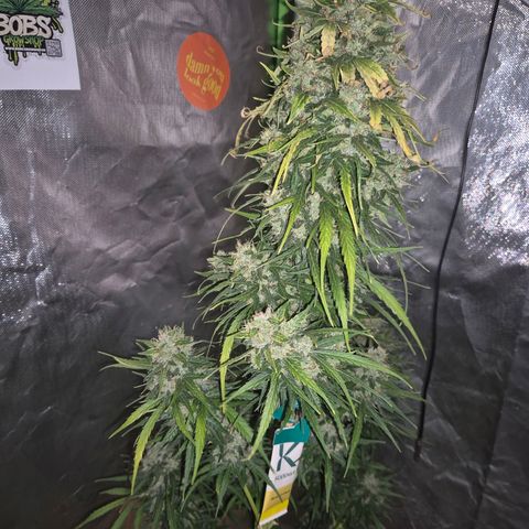 💚CHOCOLOPE 🍫 ☕️auto (56-63 BT) growlog timeline photo