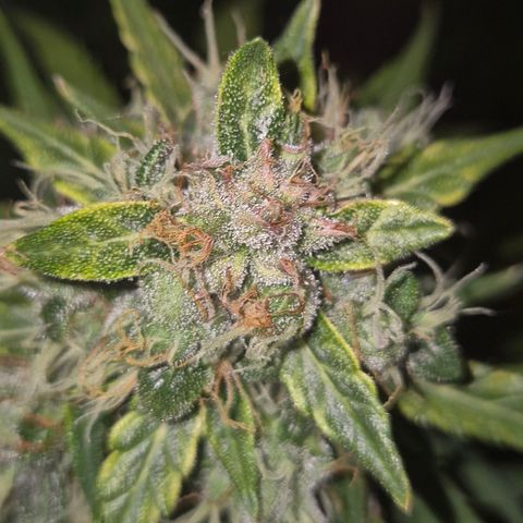 💚CHOCOLOPE 🍫 ☕️auto (56-63 BT) growlog timeline photo