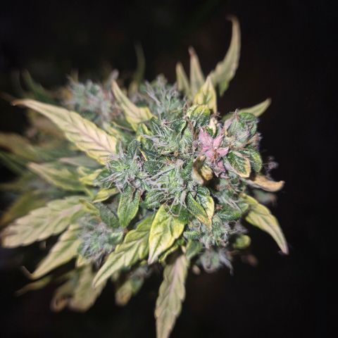 💚CHOCOLOPE 🍫 ☕️auto (56-63 BT) growlog timeline photo