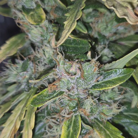 💚CHOCOLOPE 🍫 ☕️auto (56-63 BT) growlog timeline photo
