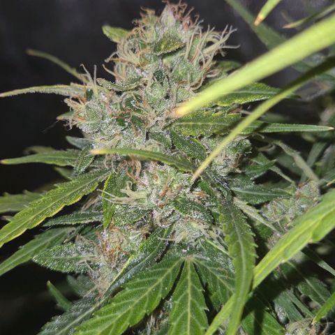 💚CHOCOLOPE 🍫 ☕️auto (56-63 BT) growlog timeline photo