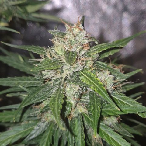 💚CHOCOLOPE 🍫 ☕️auto (56-63 BT) growlog timeline photo