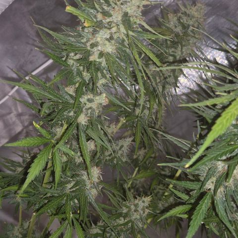 💚CHOCOLOPE 🍫 ☕️auto (56-63 BT) growlog timeline photo