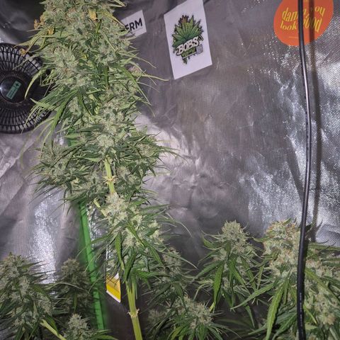 💚CHOCOLOPE 🍫 ☕️auto (56-63 BT) growlog timeline photo