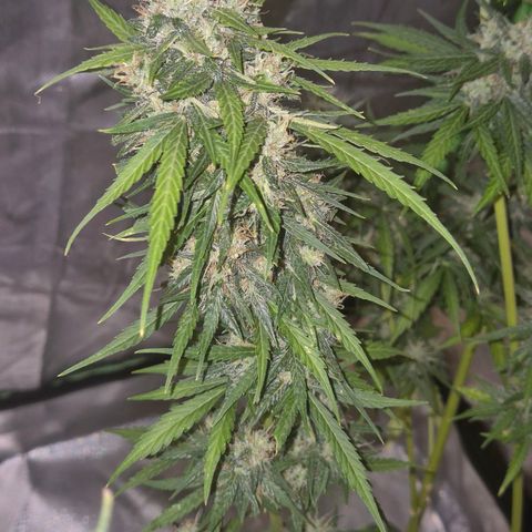 💚CHOCOLOPE 🍫 ☕️auto (56-63 BT) growlog timeline photo