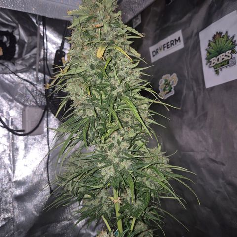 💚CHOCOLOPE 🍫 ☕️auto (56-63 BT) growlog timeline photo