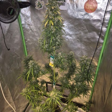 💚CHOCOLOPE 🍫 ☕️auto (56-63 BT) growlog timeline photo