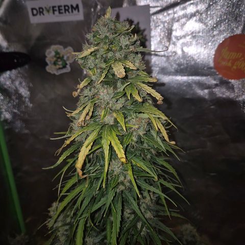 💚CHOCOLOPE 🍫 ☕️auto (56-63 BT) growlog timeline photo
