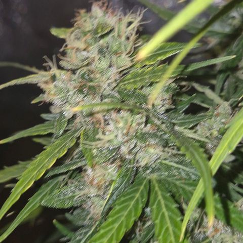 💚CHOCOLOPE 🍫 ☕️auto (56-63 BT) growlog timeline photo