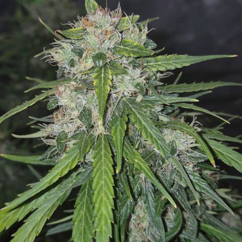 💚CHOCOLOPE 🍫 ☕️auto (56-63 BT) growlog timeline photo