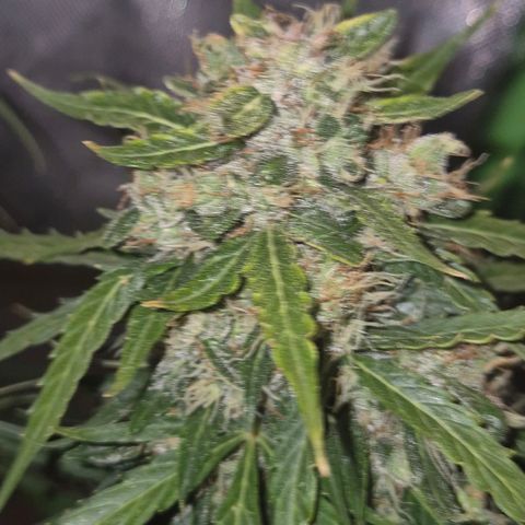 💚CHOCOLOPE 🍫 ☕️auto (56-63 BT) growlog timeline photo
