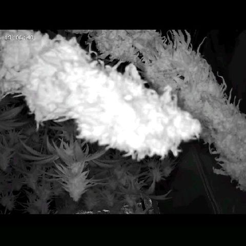 ICE 💚🧊 (63-70bt) growlog timeline photo