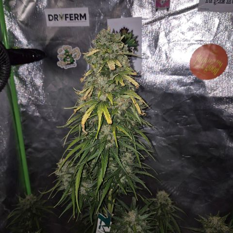 💚CHOCOLOPE 🍫 ☕️auto (56-63 BT) growlog timeline photo