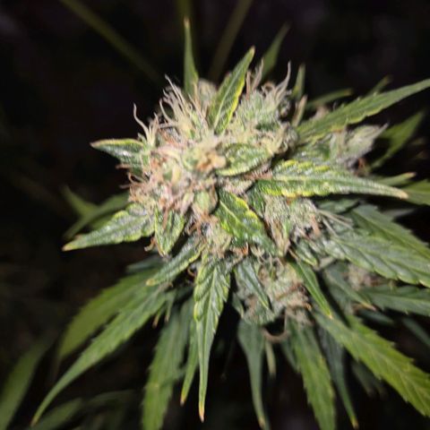 💚CHOCOLOPE 🍫 ☕️auto (56-63 BT) growlog timeline photo