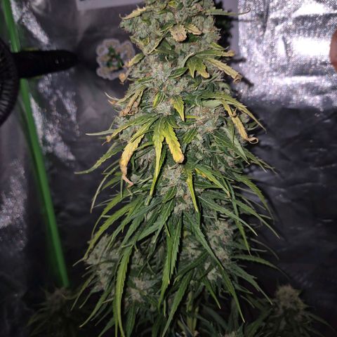 💚CHOCOLOPE 🍫 ☕️auto (56-63 BT) growlog timeline photo