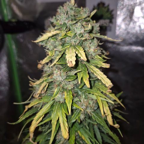 💚CHOCOLOPE 🍫 ☕️auto (56-63 BT) growlog timeline photo