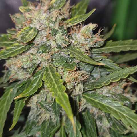 💚CHOCOLOPE 🍫 ☕️auto (56-63 BT) growlog timeline photo