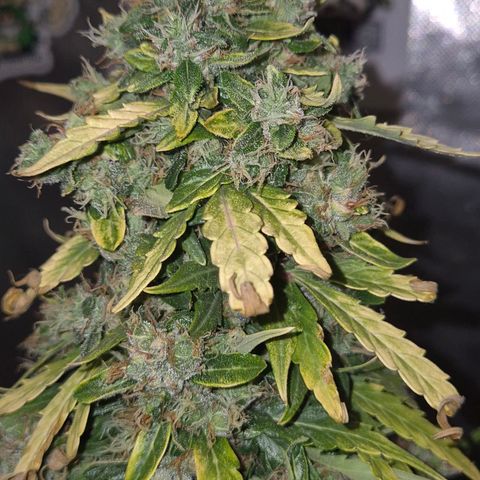 💚CHOCOLOPE 🍫 ☕️auto (56-63 BT) growlog timeline photo