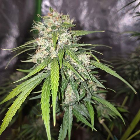 💚CHOCOLOPE 🍫 ☕️auto (56-63 BT) growlog timeline photo