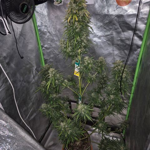 💚CHOCOLOPE 🍫 ☕️auto (56-63 BT) growlog timeline photo