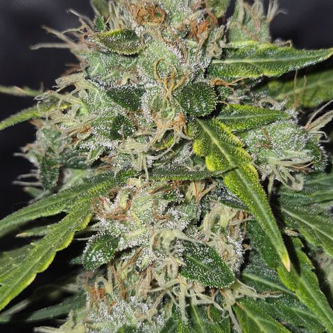 💚CHOCOLOPE 🍫 ☕️auto (56-63 BT) growlog timeline photo