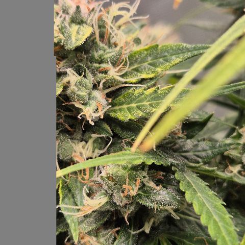 💚CHOCOLOPE 🍫 ☕️auto (56-63 BT) growlog timeline photo