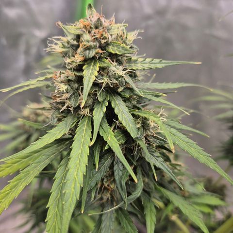 💚CHOCOLOPE 🍫 ☕️auto (56-63 BT) growlog timeline photo