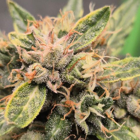 💚CHOCOLOPE 🍫 ☕️auto (56-63 BT) growlog timeline photo