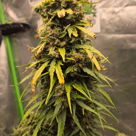💚CHOCOLOPE 🍫 ☕️auto (56-63 BT) growlog timeline photo